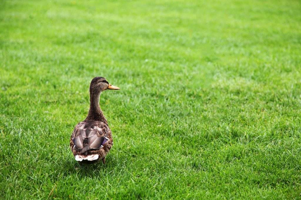 lawn care