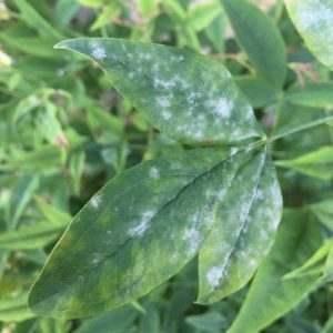 Read more about the article WHAT IS POWDERY MILDEW?