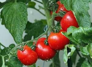 Read more about the article Tiptoe into Tomato Season