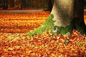 Read more about the article CREATE LEAF MULCH FROM YOUR FALLEN LEAVES