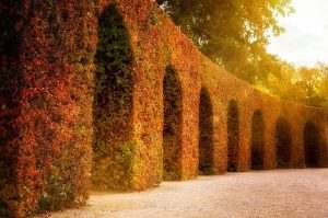 Read more about the article Creative Ways to Add Privacy Landscaping