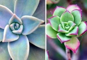 Read more about the article In Living Colour: Succulents in Landscaping