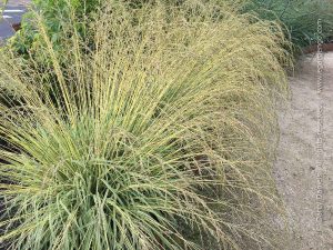 Read more about the article Gorgeous Grasses